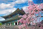 [Mùa Hoa Anh Đào] HÀN QUỐC: SEOUL - NAMI - LOTTE WORLD - YEOUIDO PARK